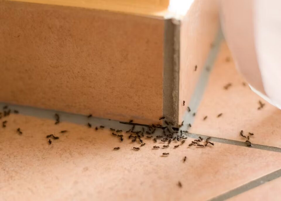 Ant Infestation At Home