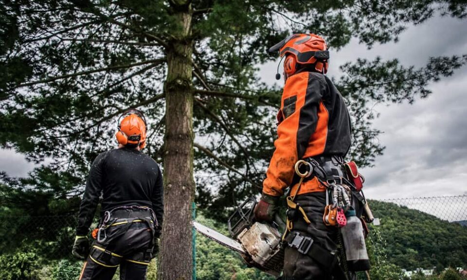 Arborist